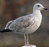 2cy argentatus in February, ringed in Norway. (75189 bytes)